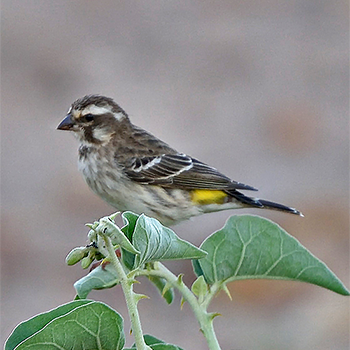 Reichenow's Seedeater
