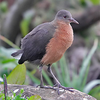 Rouget's Rail