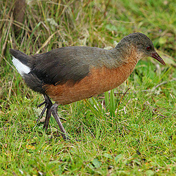 Rouget's Rail