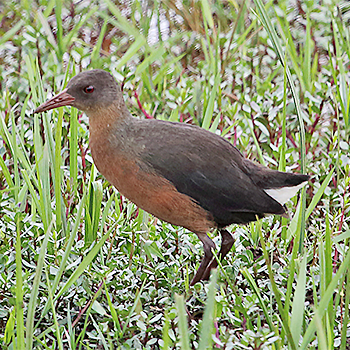 Rouget's Rail