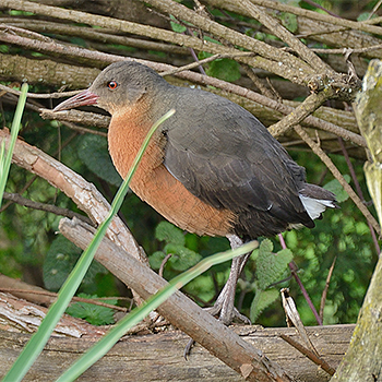 Rouget's Rail