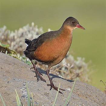 Rouget's Rail