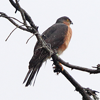 Rufous-chested Sparrowhawk