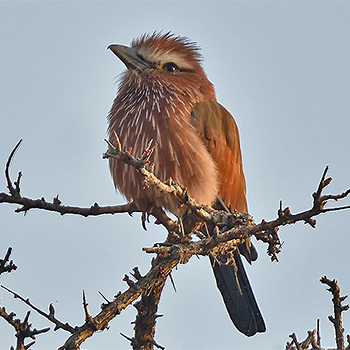 Rufous-crowned Roller