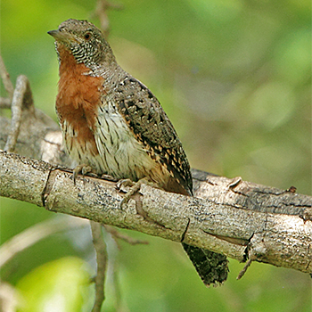 Rufous-necked Wryneck