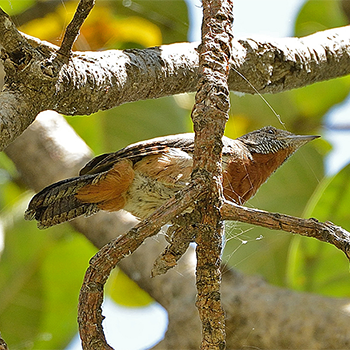 Rufous-necked Wryneck