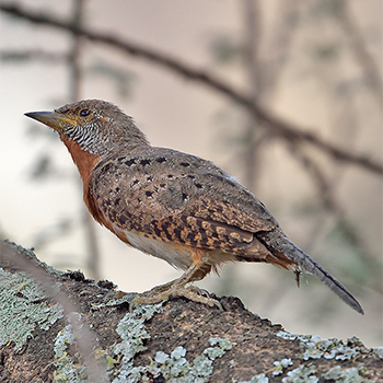 Rufous-necked Wryneck