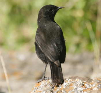 Rüppell's Chat