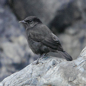 R&uuml;ppell's Chat