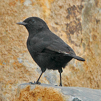 Rüppell's Chat