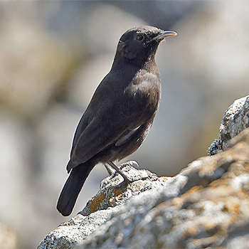 Rüppell's Chat