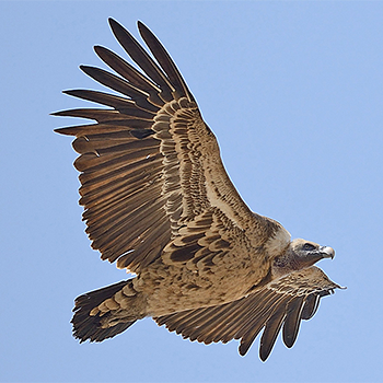 Rüppell's Griffon
