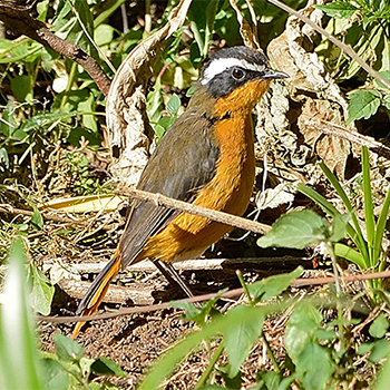 Rüppell's Robin-chat