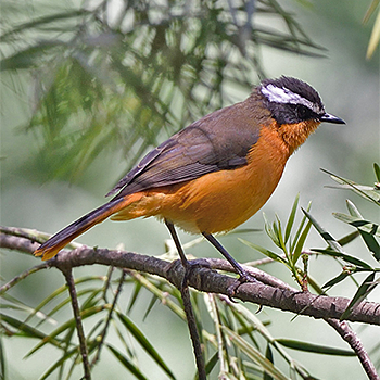 Rüppell's Robin-chat