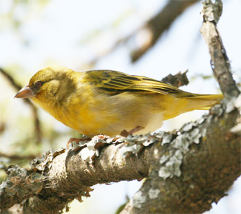 Rüppell's Weaver