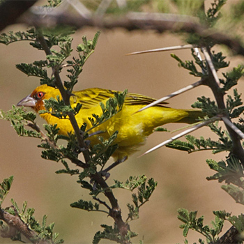 Rüppell's Weaver
