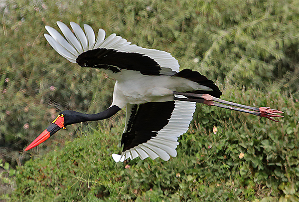 Saddle-billed Stork