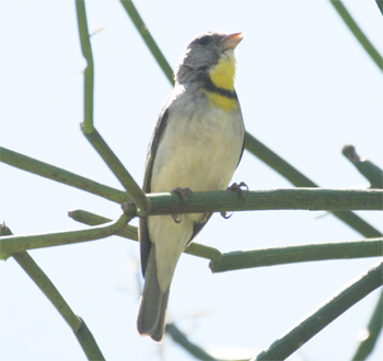 Salvadori's Serin