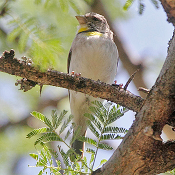 Salvadori's Serin