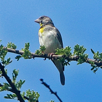 Salvadori's Serin