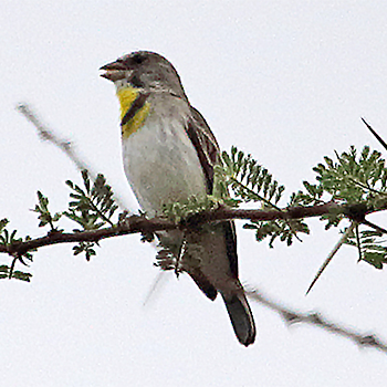 Salvadori's Serin