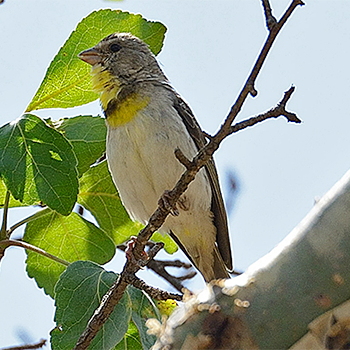 Salvadori's Serin
