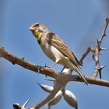 Salvadori's Serin