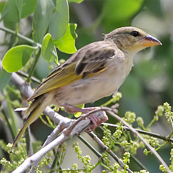 Salvadori's Weaver