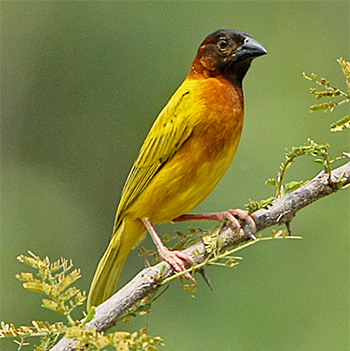 Salvadori's Weaver
