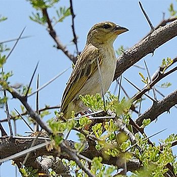 Salvadori's Weaver