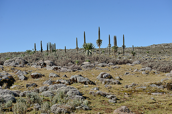 Sanety Plateau