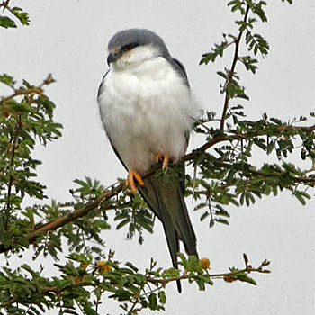 Scissor-tailed Kite