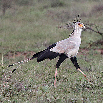 Secretarybird