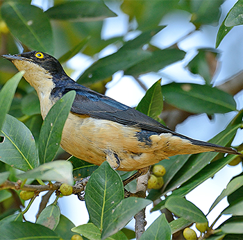 Sharpe's Starling