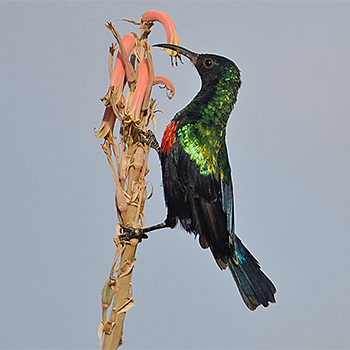 Shining Sunbird