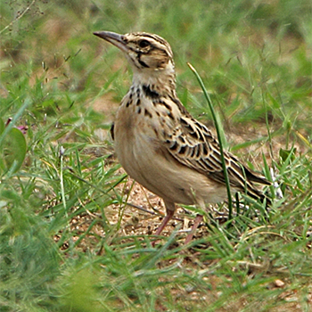 Short-tailed Lark