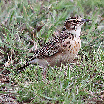 Short-tailed Lark
