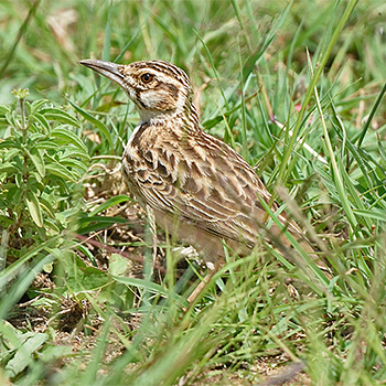 Short-tailed Lark