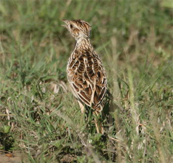 Liben Lark