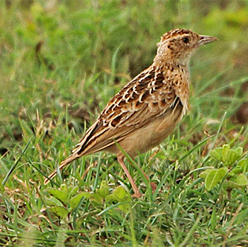 Liben Lark