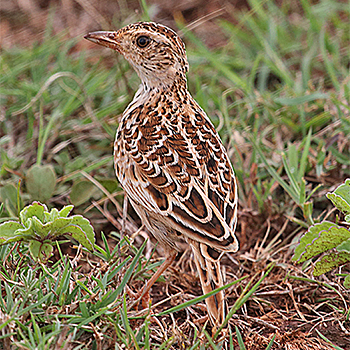 Liben Lark