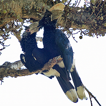 Silvery-cheeked Hornbill