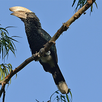 Silvery-cheeked Hornbill