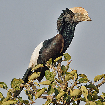 Silvery-cheeked Hornbill