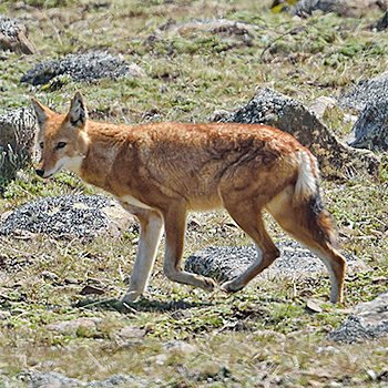 Ethiopian Wolf