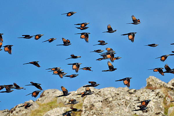 Slender-billed Starlings