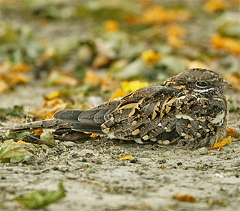 Slender-tailed Nightjar