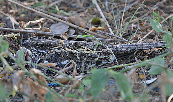 Slender-tailed Nightjar