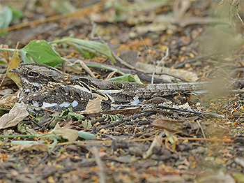 Slender-tailed Nightjar