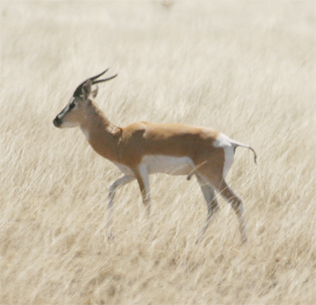 Soemmering's Gazelle